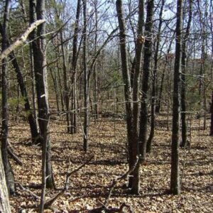 Great Wooded Lot near the Lakes of Horseshoe Bend, Arkansas
